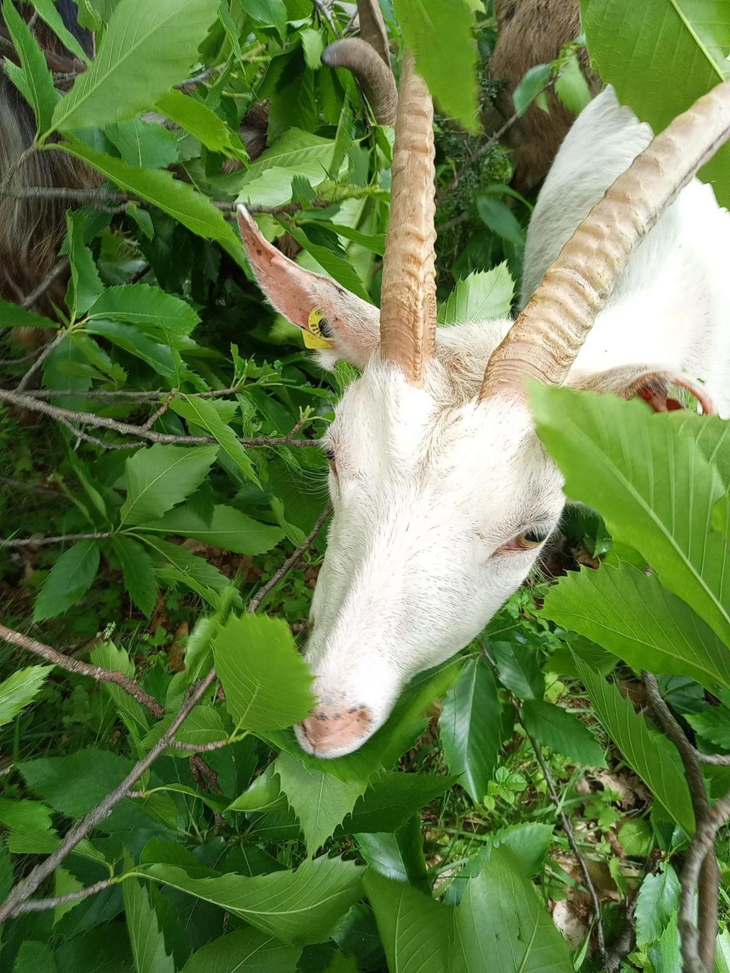 La Ferme Des Cevennes Otel Florac Dış mekan fotoğraf