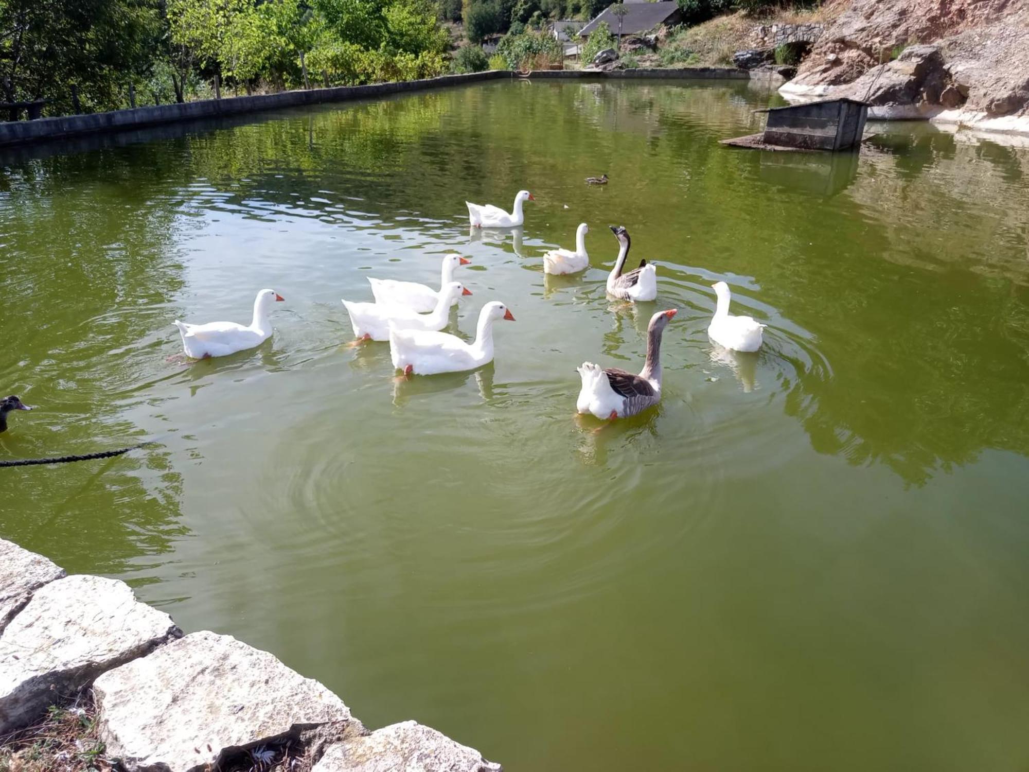 La Ferme Des Cevennes Otel Florac Dış mekan fotoğraf