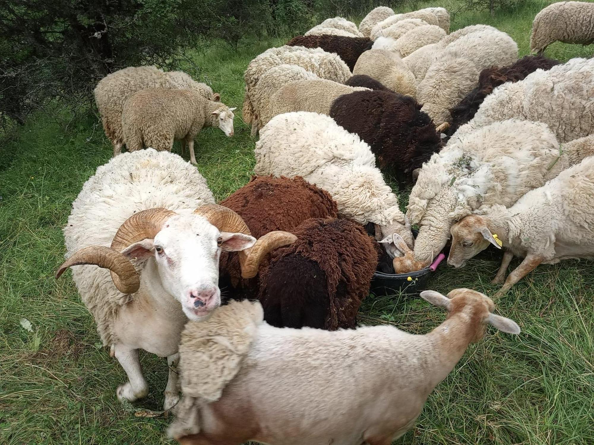 La Ferme Des Cevennes Otel Florac Dış mekan fotoğraf
