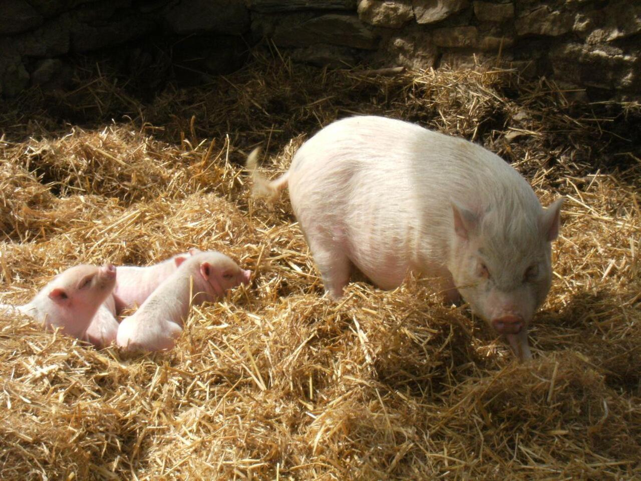 La Ferme Des Cevennes Otel Florac Dış mekan fotoğraf