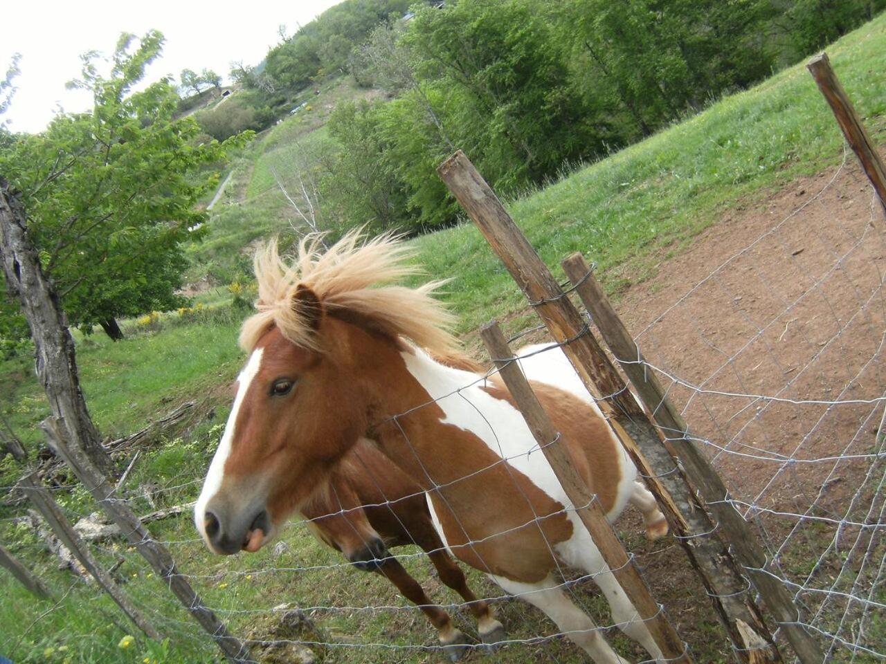 La Ferme Des Cevennes Otel Florac Dış mekan fotoğraf